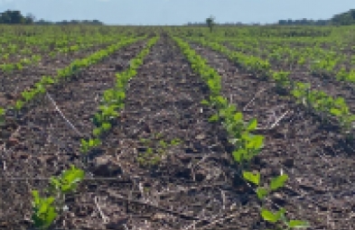 Fazenda para venda em Baixa Grande do Ribeiro
